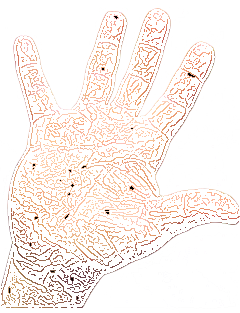 Short fingers